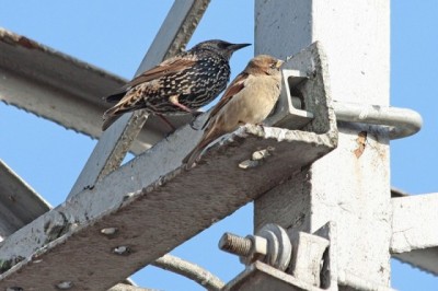 Пернатые соседи дикие  - 0_199e4_77459307_XL.jpeg