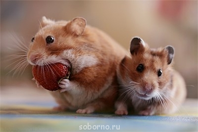 Они такие забавные смешные фото и видео  - Strawberry_by_StacyD.jpg