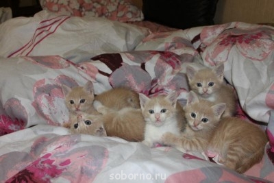 Кошки - очарование МОЁ - IMG_5889.JPG