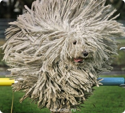 Они такие забавные смешные фото и видео  - fb9efc0e4262.jpg