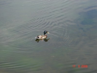 Отдых на Валдае с посещением Иверского монастыря - DSC01860.JPG