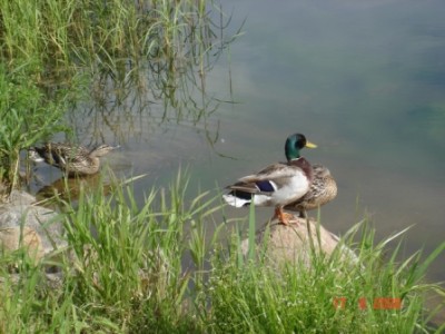 Отдых на Валдае с посещением Иверского монастыря - DSC01864.JPG