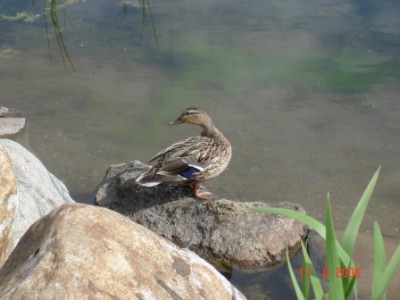 Отдых на Валдае с посещением Иверского монастыря - DSC01866.JPG