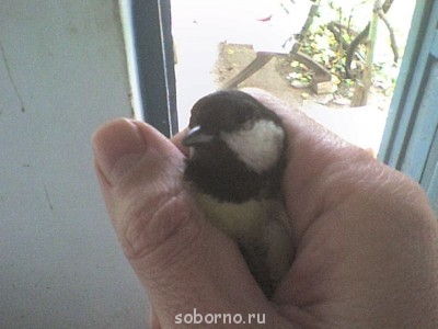 Доброе утро и Спокойной ночи  - DSC01897.JPG