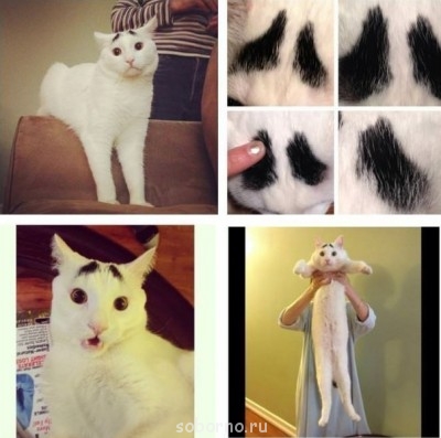 Кошки - очарование МОЁ - JW1GJRd5hlM.jpg