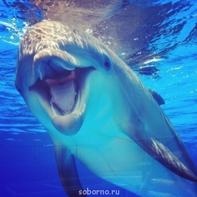 Дельфины - qMWtxT-82DM.jpg