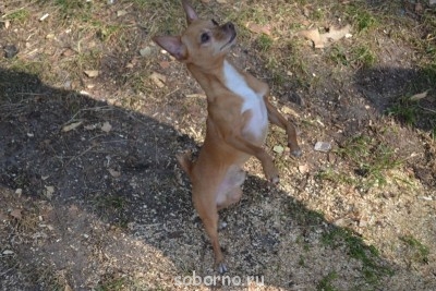 Спасибо всем за помощь. Храни Вас Господь!