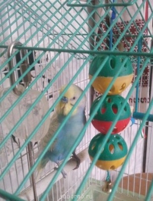 Мой пернатый друг домашние птицы  - 2013-02-05 16.34.27.jpg