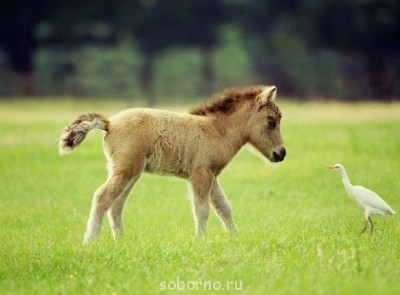 Лошади  - 8YVY9o0gKx4.jpg