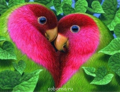 Мой пернатый друг домашние птицы  - image.jpg