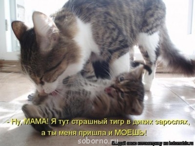 Рога и копыта, весёлая ЗоОфЛуДиЛьНя  - 76jLe6Q-x64[1].jpg