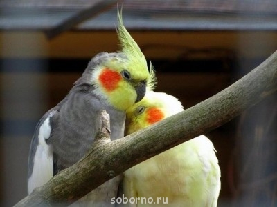 Мой пернатый друг домашние птицы  - image.jpg