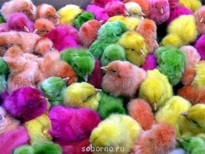 Они такие забавные смешные фото и видео  - image.jpg