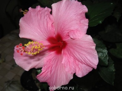 Домашние любимцы комнатные цветы  - IMG_0358_1.jpg