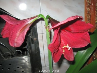 Домашние любимцы комнатные цветы  - IMG_0462.jpg