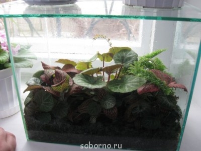 Домашние любимцы комнатные цветы  - IMG_0464.jpg