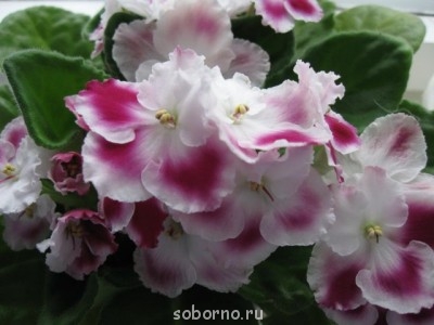 Домашние любимцы комнатные цветы  - IMG_0466.jpg