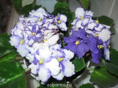 Домашние любимцы комнатные цветы  - IMG_0281_1.jpg