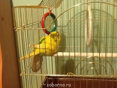 Мой пернатый друг домашние птицы  - image.jpg