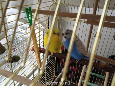 Мой пернатый друг домашние птицы  - IMG_0365.JPG