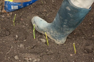 Наши цветы. В саду - RuYpIFxFPNc.jpg