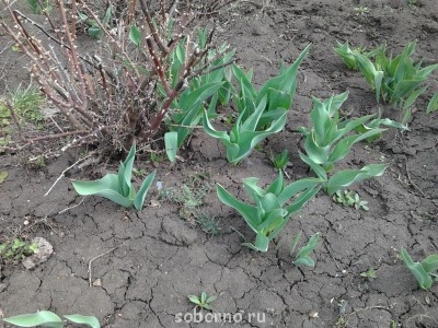 Каждая погода - благодать... - Фото0633.jpg