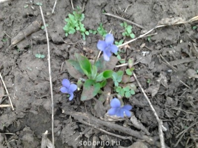 Каждая погода - благодать... - Фото0631.jpg