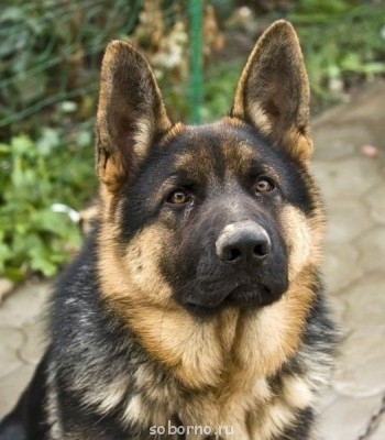 Рога и копыта, весёлая ЗоОфЛуДиЛьНя  - image.jpg