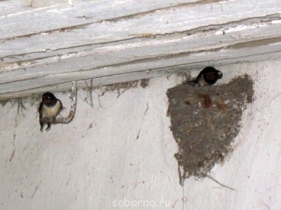 Пернатые соседи дикие  - IMG_0848.jpg