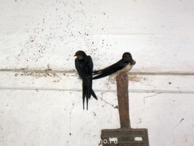 Пернатые соседи дикие  - IMG_0850.jpg