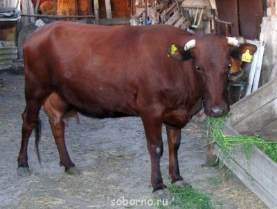 Наша кормилица корова - IMG_0855.jpg
