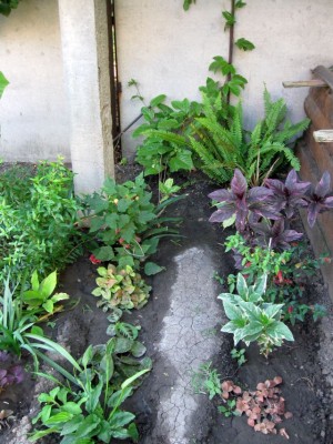 Домашние любимцы комнатные цветы  - IMG_4000.jpg