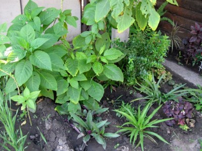 Домашние любимцы комнатные цветы  - IMG_4001.jpg