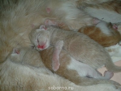 Кошки - очарование МОЁ - image.jpg