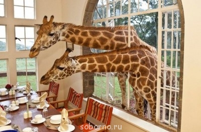 Рога и копыта, весёлая ЗоОфЛуДиЛьНя  - image.jpg