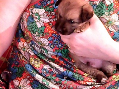 Наши верные друзья - собаки - Изображение 002.jpg