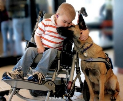 Наши верные друзья - собаки - TPRv0hGSFLI.jpg