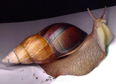 Улитки Ахатины - image.jpg