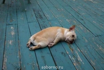 Рога и копыта, весёлая ЗоОфЛуДиЛьНя  - image.jpg