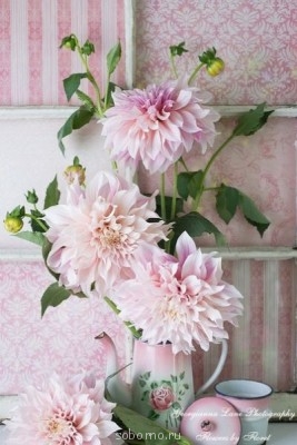 Доброе утро и Спокойной ночи  - георгины.jpg