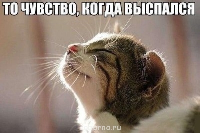 Кошки - очарование МОЁ - image.jpg