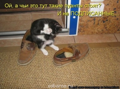 Кошки - очарование МОЁ - kotomatrix_33.jpg