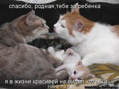 Кошки - очарование МОЁ - 478635.jpg