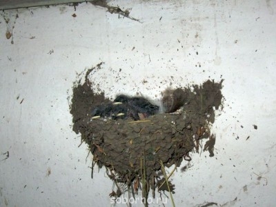 Пернатые соседи дикие  - IMG_1236.jpg