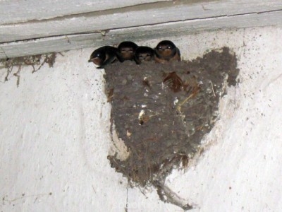 Пернатые соседи дикие  - IMG_1249.jpg