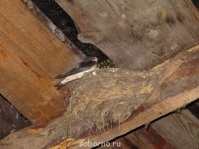 Пернатые соседи дикие  - IMG_8246.JPG