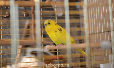 Мой пернатый друг домашние птицы  - DSC_0469.JPG