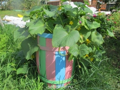 Наша дача и приусадебный участок - 8qE5u22VaWY.jpg