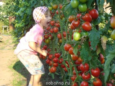 Наша дача и приусадебный участок - BeR31E5N_-A.jpg