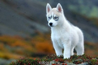 Наши верные друзья - собаки - image.jpg